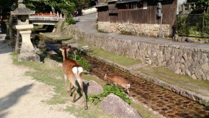 Miyajima